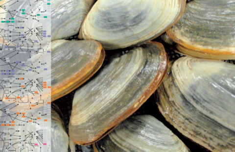 Genomic analysis on the left, clam samples on the right