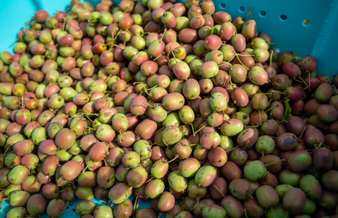 A thumbnail of kiwiberries in cold storage