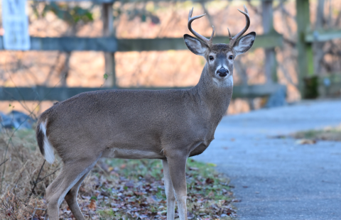 A thumbnail of a white tailed deer