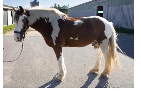 a bay and white gypsy vanner gelding