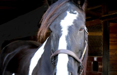 A piebald gypsy horse