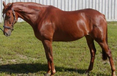 a TB chestnut mare