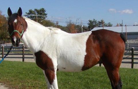 a paint horse