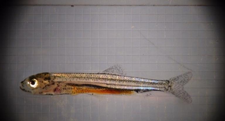 An image of an  alewife, 45 days old, taken by a COLSA aquaculture researcher.