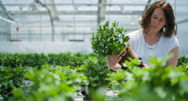 A photo of NHAES researcher Anissa Poleatewich working in the Macfarlane Greenhouses at UNH. Anissa is holding up a potted plant and inspecting the soil base. Other potted plants surround her.