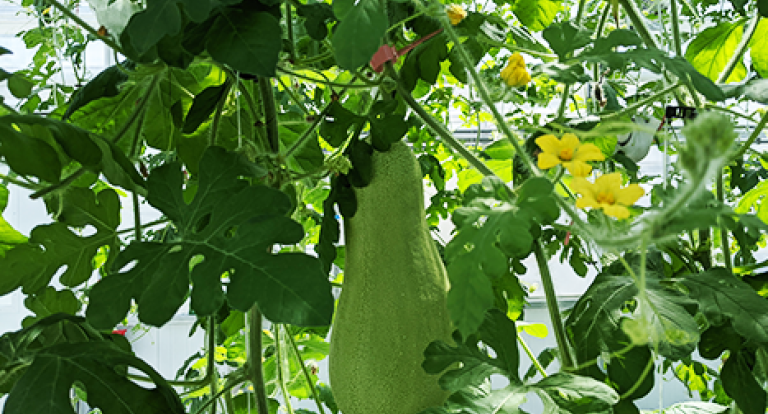 An image of watermelons hanging from a vine at the UNH greenhouses.