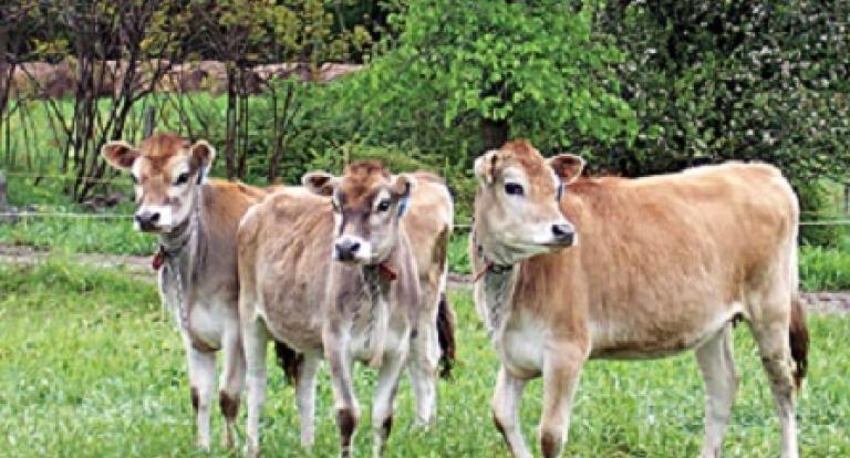cows at unh organic dairy