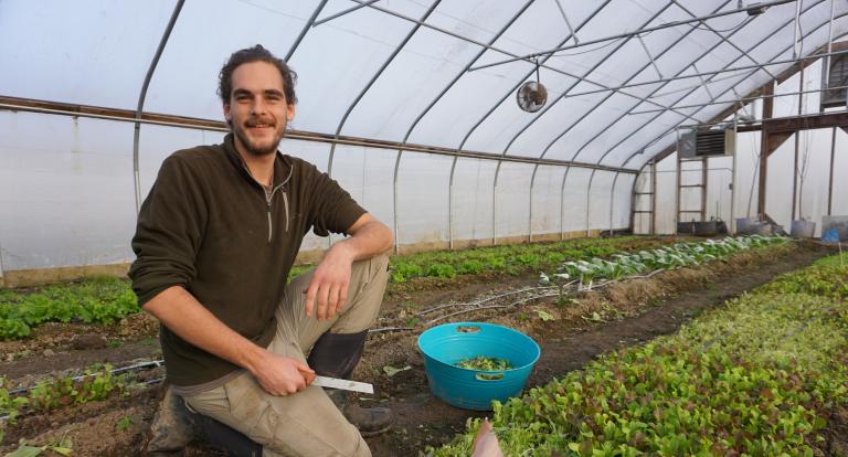 Peter Kane tends to lettuce in one of UNH's high tunnels