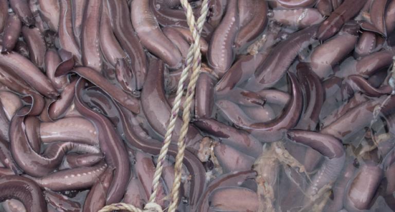 New grant to study hagfish slime