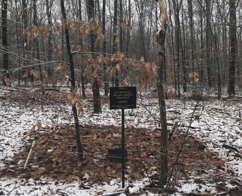 Ecosystems research plot in the wood