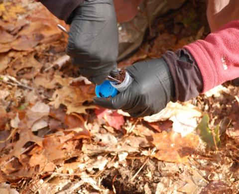 Researcher collecting soil samples from under fall leaves