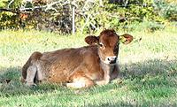 cow lying down in a field