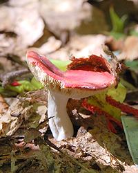 amanita mushroom on the ground