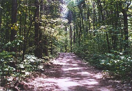 Woods road, West Foss Farm