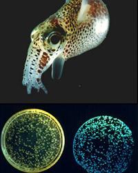 bioluminescent bacterium and a squid