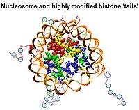 An image depicting nucleosome and highly modified histone tails