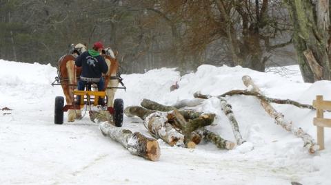 a team of horses pulling logs through the snow