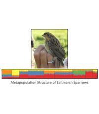 An image depicting the metapopulation structure of saltmarsh sparrows
