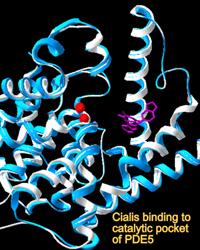 cialis binding to a catalytic pocket of PDE5