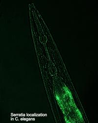 Serratia localization in C. elegans