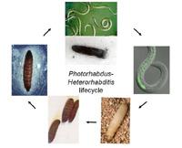 An image depicting the photorhabdus-heterorhabditis lifecycle