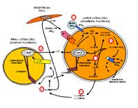a diagram related to female reproductive physiology