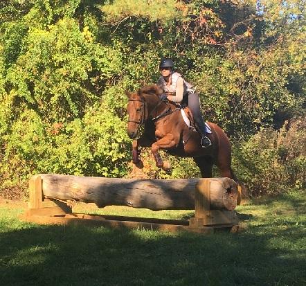 horse jumping over log