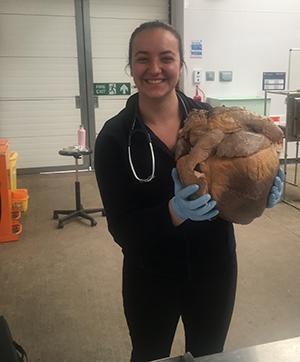 Horse Heart 