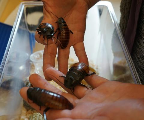 UNH grad student Bre Aflague and her Madagascar hissing cockroaches