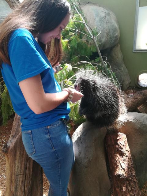Abbie Molodetz feeding Sergeant Pepper the porcupine