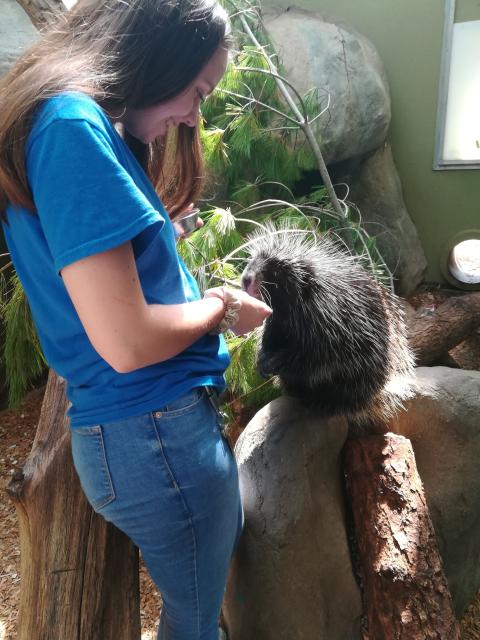 Abbie Molodetz feeding Sergeant Pepper the porcupine Abbie Molodetz feeding Sergeant Pepper the porcupine