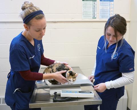 PAWS students weighing a cat