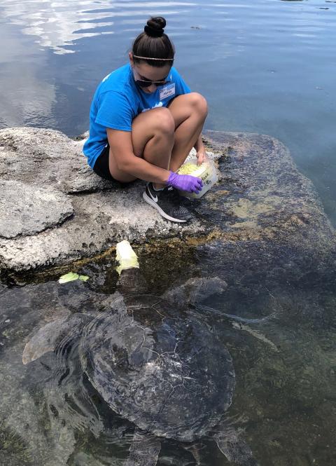 UNH student Marisa Gazzola interacts with a sea turtle during her summer internship in Florida