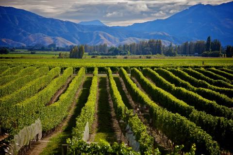 Vineyard in New Zealand