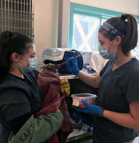 UNH biomedical science major Alexia Gianoulis '21 holds an ailing raptor UNH biomedical science major Alexia Gianoulis '21 holds an ailing raptor
