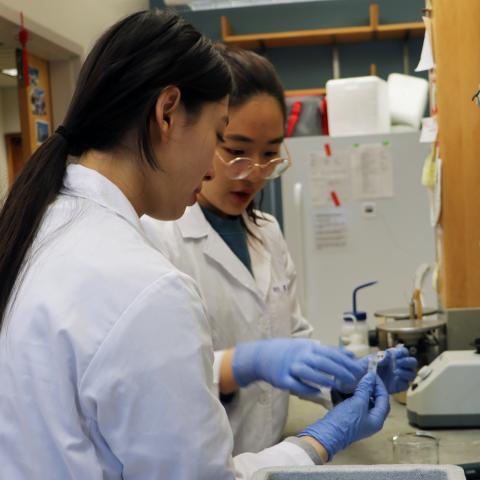 Two South Korean students at work in Professor Minocha's lab