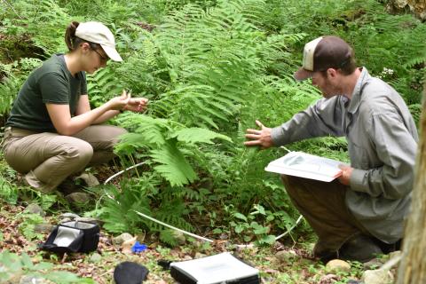 Two students investigating understory plants.