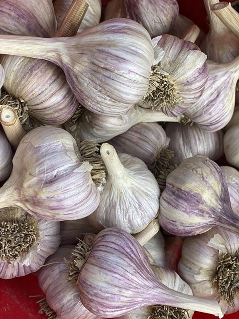 garlic