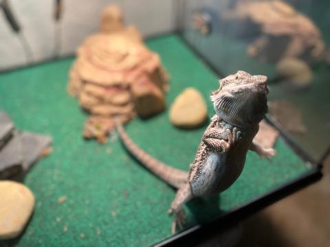 bearded dragon