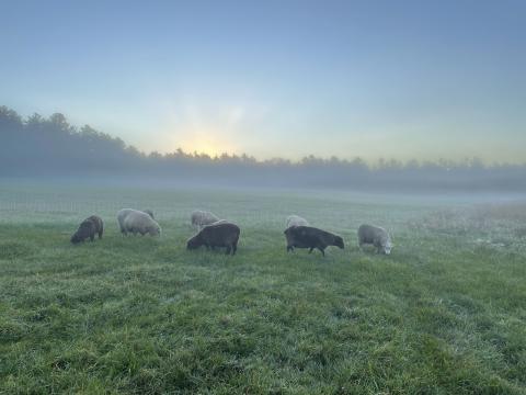 Sheep