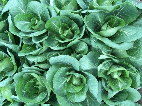 Cabbages