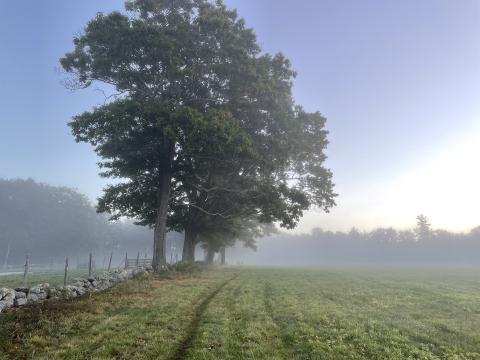 Early morning walk