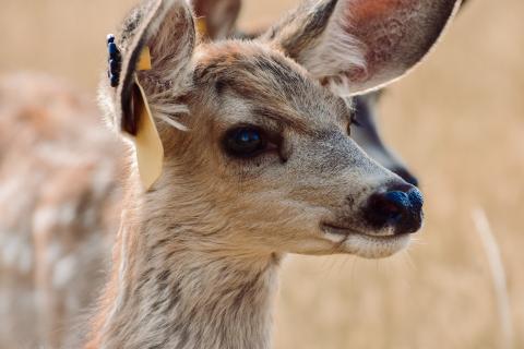 Mule deer