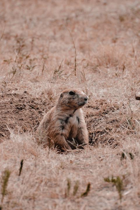 Prairie dog