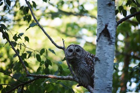 Male barred owl