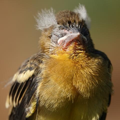 Baby oriole