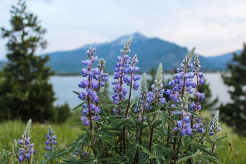 Lupine in the Rockies