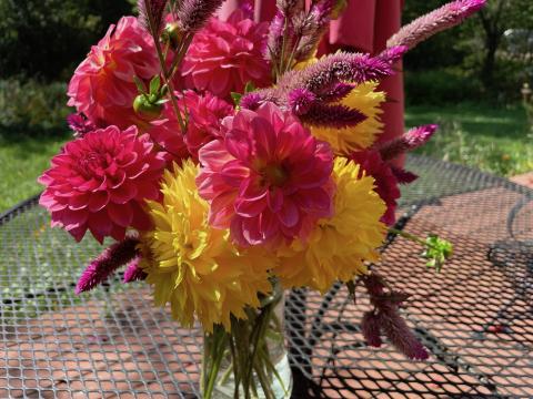 Dahlias