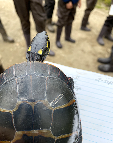 Turtle teacher