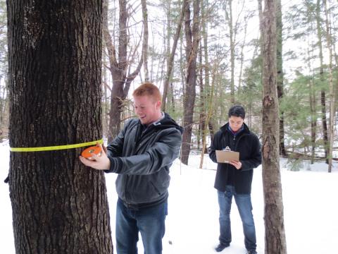 Two students measure a tree